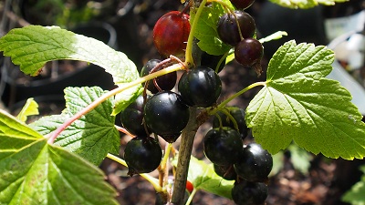 P7210002.JPG