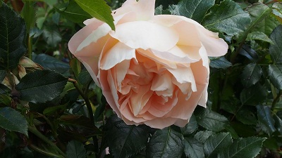 P7210004.JPG