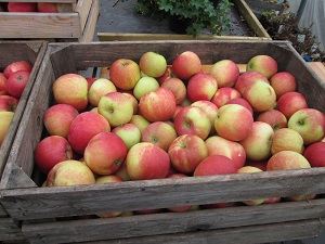 IMG_0196_0.JPG